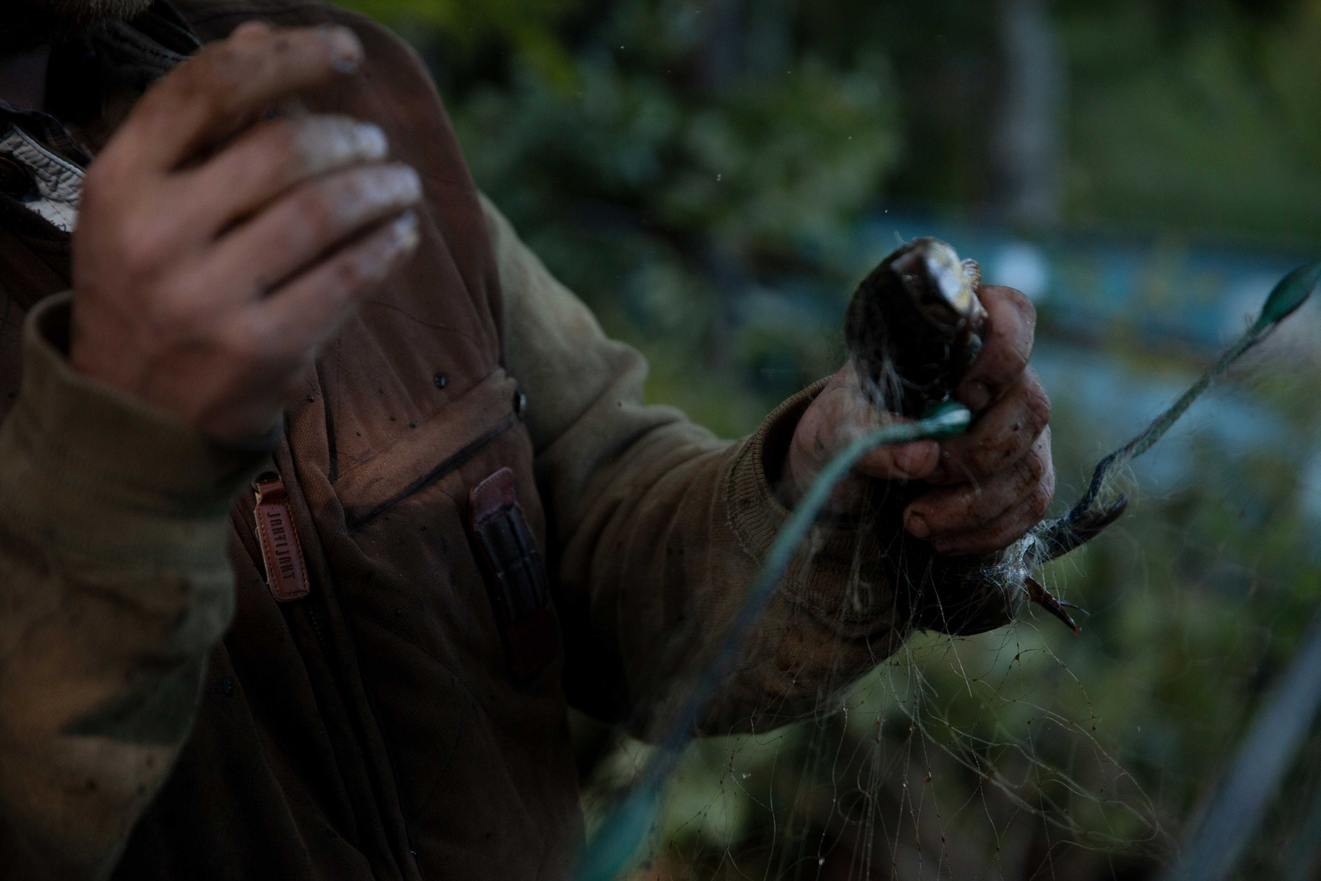 publications/rewilding-hogan-lovels-campaign