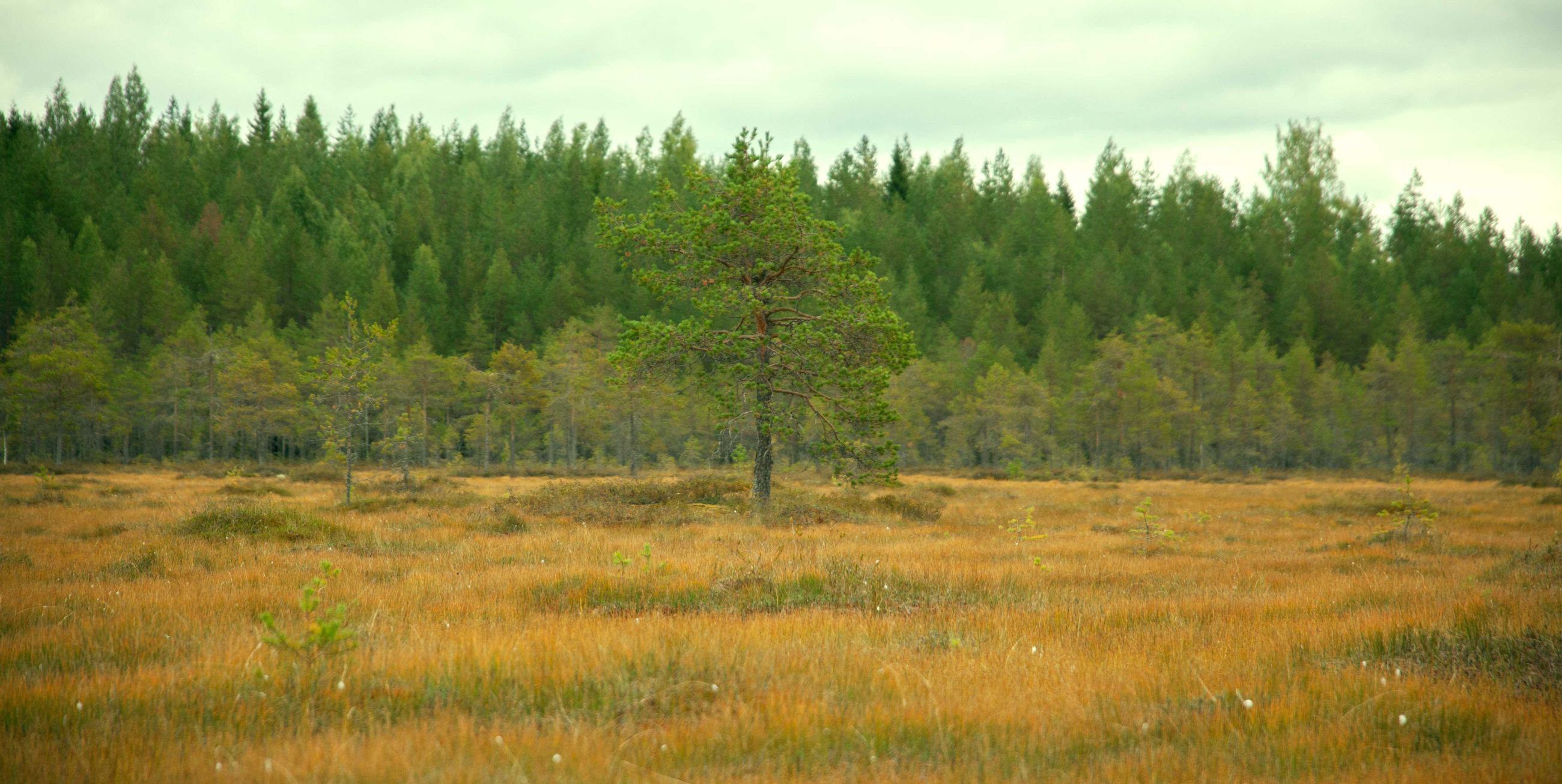 referenzen/rewilding-hogan-lovels-campaign