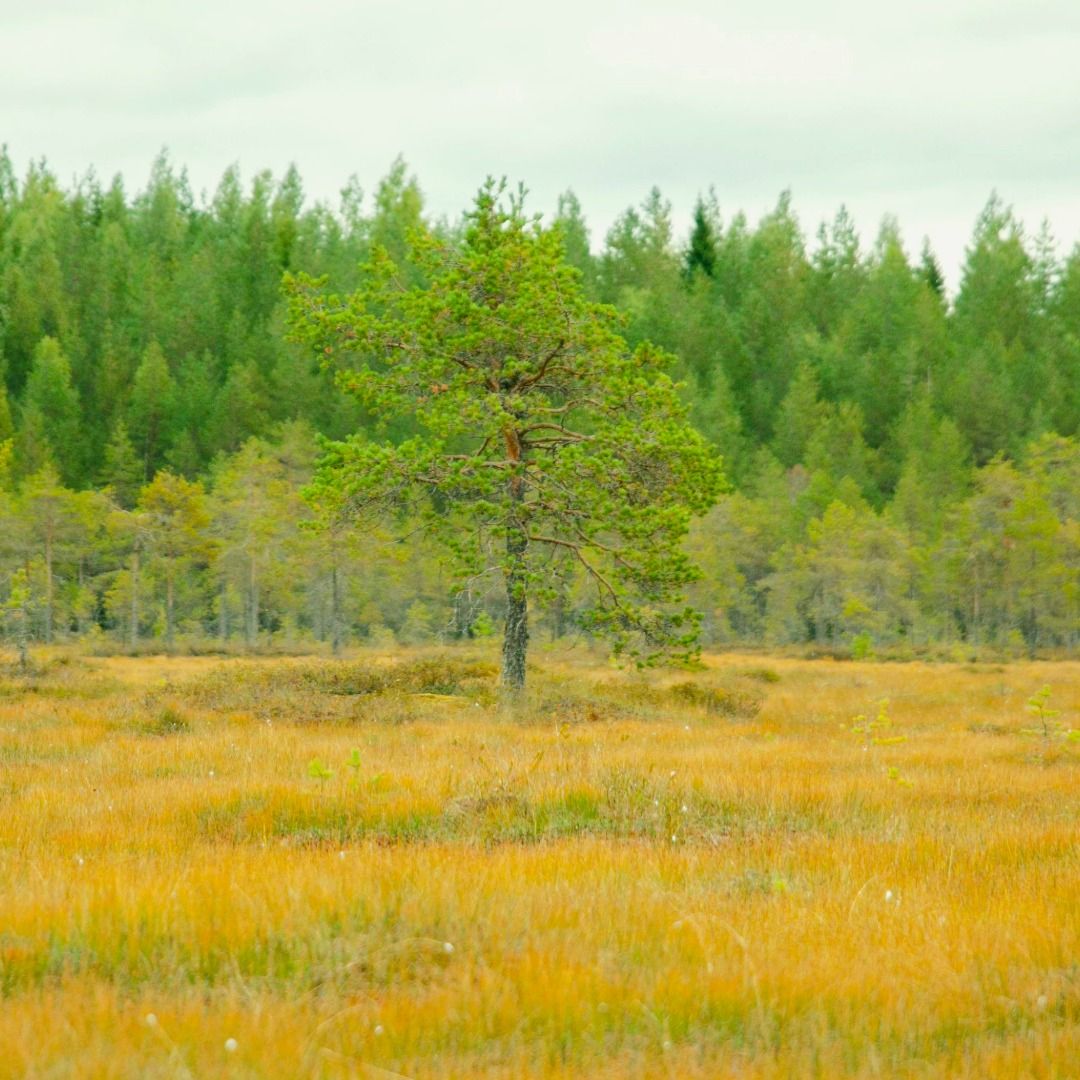 referenzen/rewilding-hogan-lovels-campaign